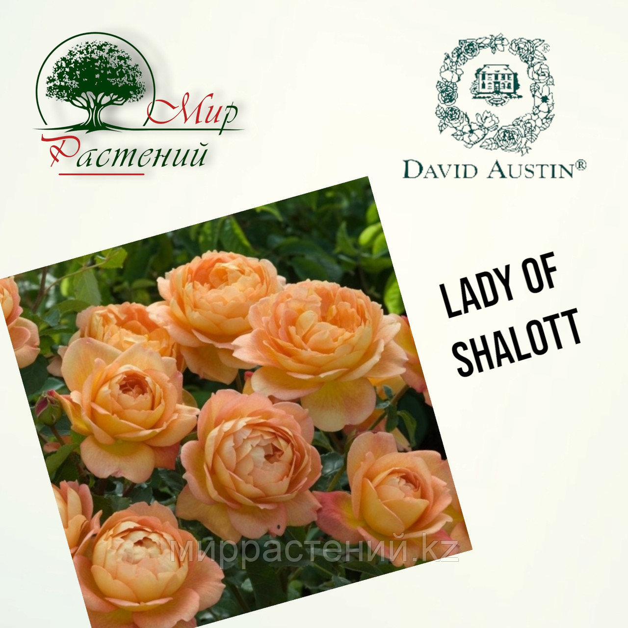 Английская роза "Леди оф Шаллот" (Lady of Shalott) - фото 1 - id-p106491726
