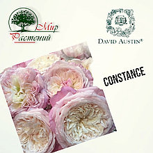 Английская роза "Констанц" (Constance)