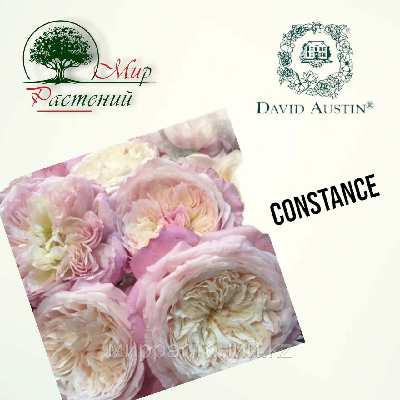 Английская роза "Констанц" (Constance) - фото 1 - id-p106491738