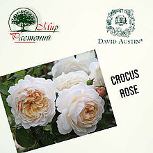 Английская роза "Крокус Роуз" (Crocus Rose)