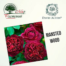 Английская роза "Манстед Вуд" (Mansted Wood)
