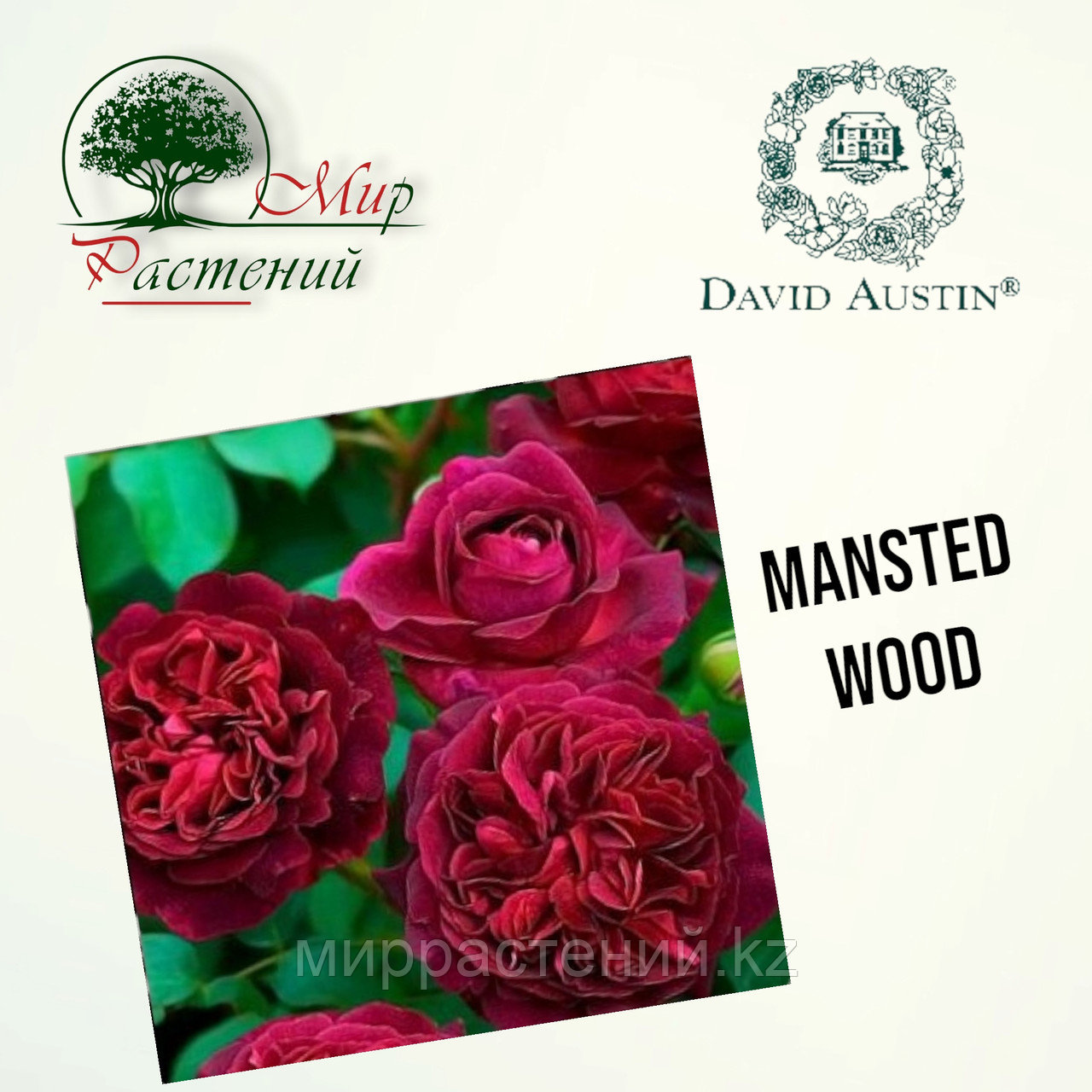 Английская роза "Манстед Вуд" (Mansted Wood) - фото 1 - id-p106491795