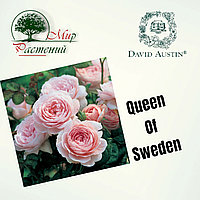 Английская роза "Квин оф Свиден" (Queen of Sweden)