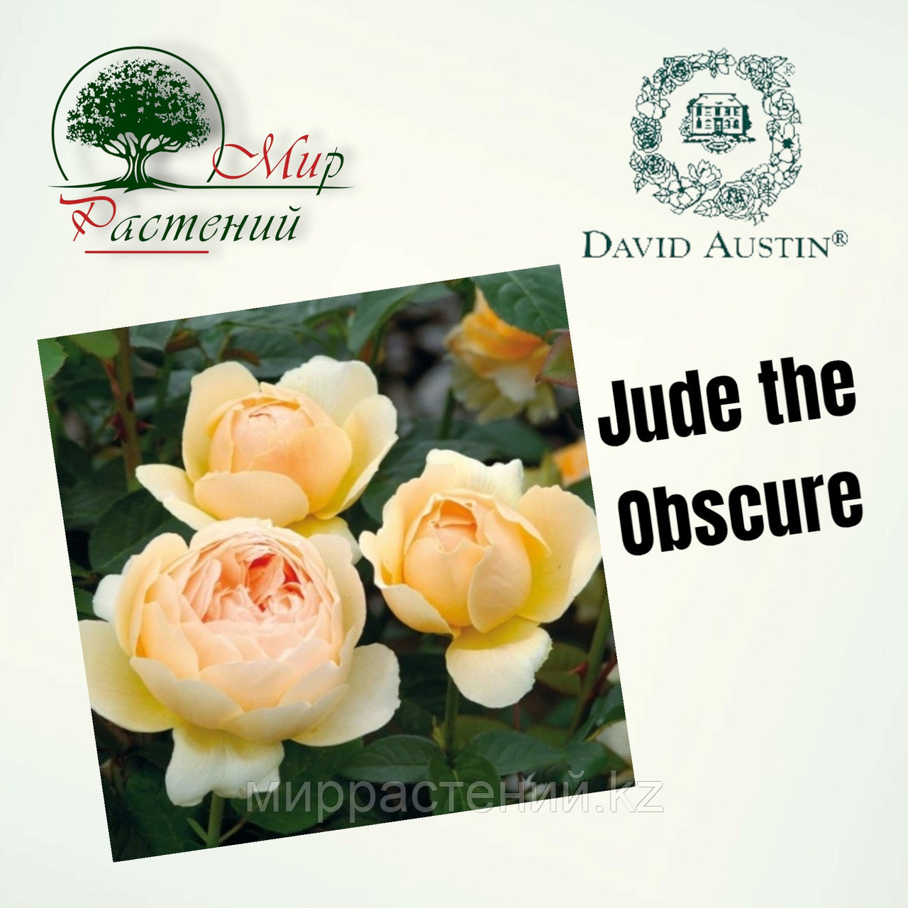Английская роза "Джуд зе Обскюр" (Jude the Obscure) - фото 1 - id-p106491806