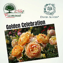Английская роза "Голден Селебрейшен" (Golden Celebration)
