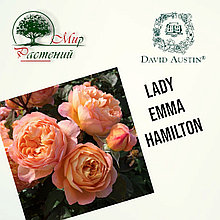 Английская роза "Леди Эмма Гамильтон" (Lady Emma Hamilton)