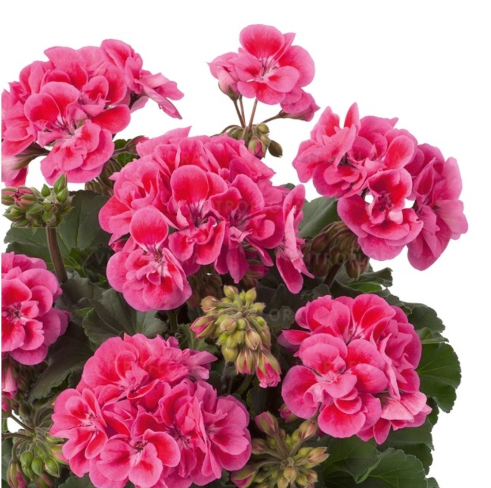 Trendix Dark Green Rose Eye/ подрощенное растение