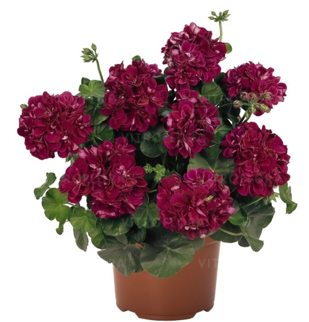 Atlantic Burgundy/ подрощенное растение