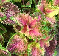 Колеус Shoking pink/укорененный черенок