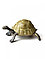 Derri Animals Фигурка Слоновая черепаха, 8 см. 81605, фото 2