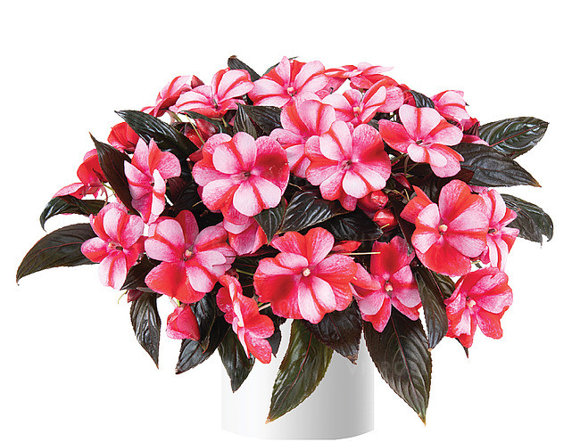 Бальзамин Новогвинейский Harmony Bicolor Red/ подрощенное растение