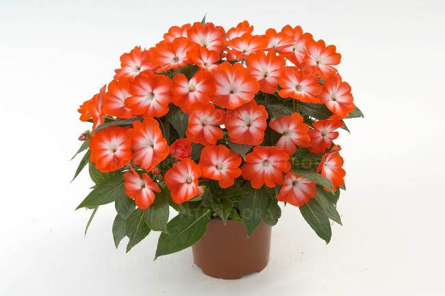 Бальзамин новогвинейский Harmony Orange Star/ подрощенное растение