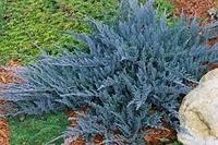 Можжевельник горизонтальный (Juniperus horizontalis 'Blue Chip') С3 20-30 см