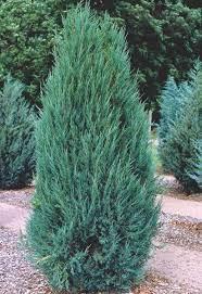 Можжевельник скальный С3 50-60 см (Juniperus scop. 'Blue Arrow')