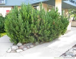 Сосна горная С3 30-35 см (Pinus mugo mugo (mughus))