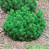 Сосна горная С3 20-25 см (Pinus mugo mugo (mughus)), фото 4