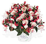 Aroyo Grande/ укор.черенок, фото 2