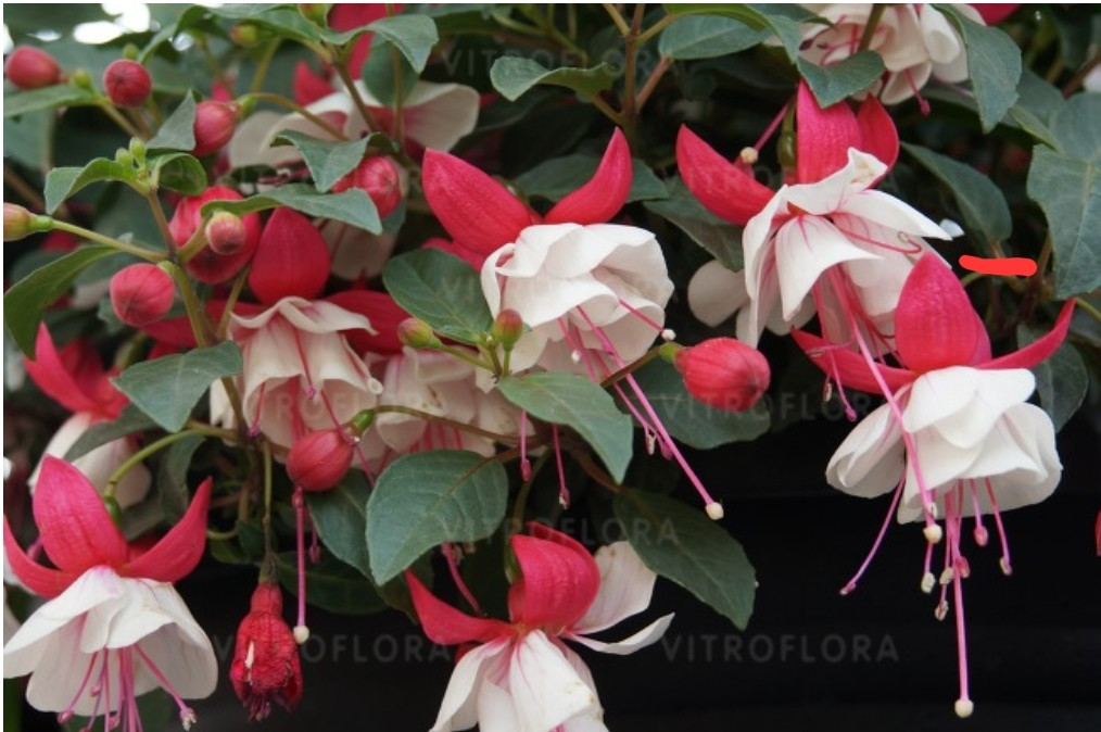 Aroyo Grande/ укор.черенок, фото 1