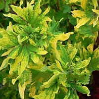 Колеус Gold twist/укорененный черенок