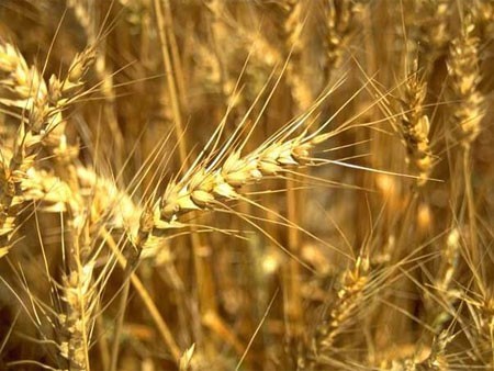 Пшеница, ячмень и муку продаю с доставкой до северного порта Ирана