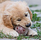 Игрушка для собак Мяч баскетбол-лапки, фото 4