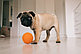 Игрушка для собак Мяч массажный, фото 3