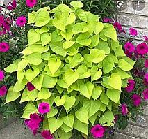 Ипомея батата Свит Кэролайн Свитхарт Лайт Грин (укорененный черенок)