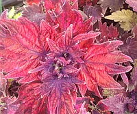 Колеус Hot Embets/укорененный черенок