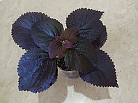 Колеус Марун/срез