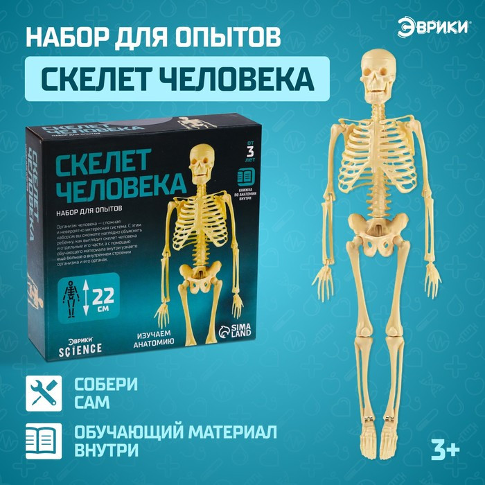 Эврики. Набор для опытов «Скелет человека», 22 см. - фото 1 - id-p106721606