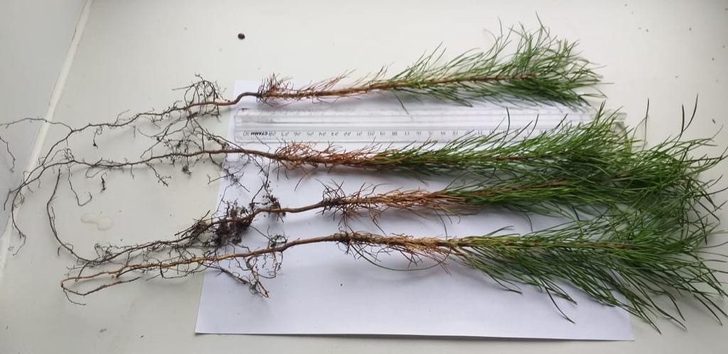 Сеянцы сосны обыкновенной (Picea abies) 2 лет ОКС (id 106798435)
