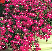 Лобелия Рубиновый фонтан (рассада)