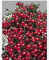 Лобелия Красный фонтан (рассада)