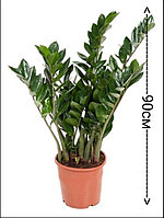 Замиокулькас Zanzibar  D19 H 90