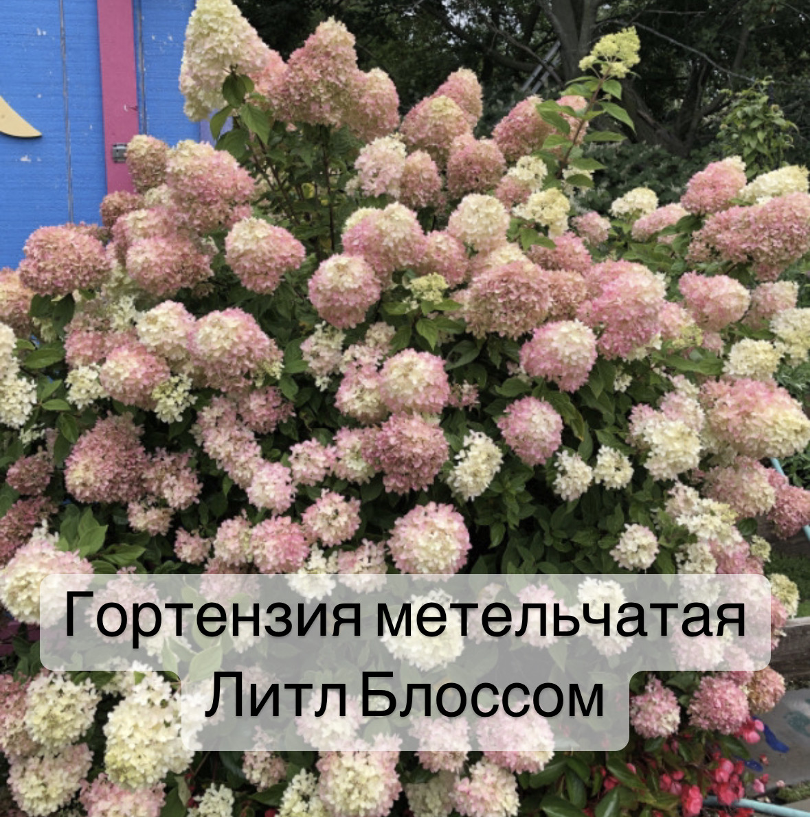 Гортензия метельчатая Литл Блоссом ( Little Blossom) - фото 1 - id-p106925099