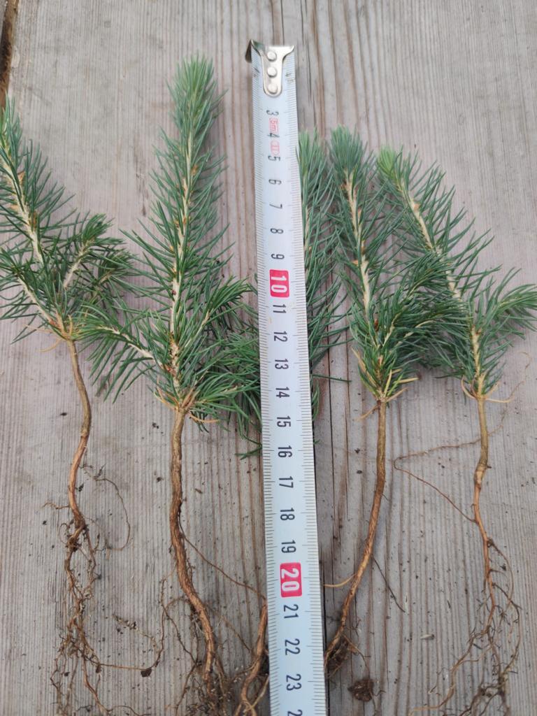 Сеянцы ели сибирской (Picea obovata) 2-3 лет - фото 2 - id-p106930761
