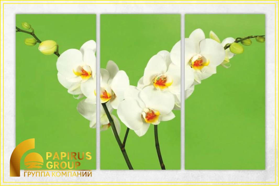 Модульная картина "Белая орхидея" - фото 1 - id-p44034087