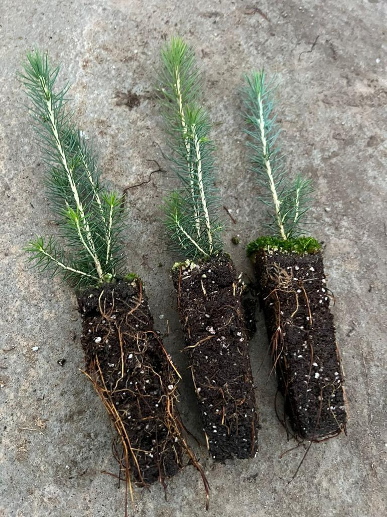 Сеянцы ели сибирской (Picea obovata) 1-2 лет - фото 4 - id-p106933309