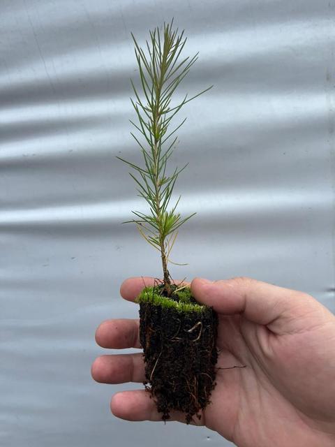 Жыныс мүшесі кішірейіп кеткен