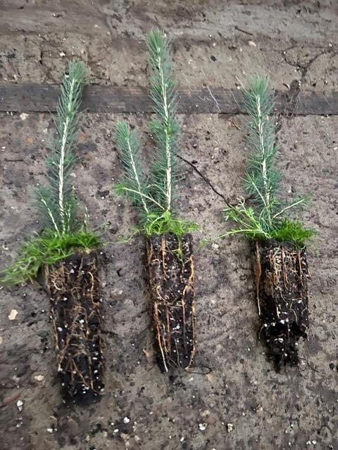 Шұлықтағы апамның фотосы