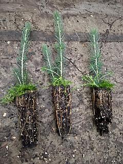 Чехиядағы ақшаға арналған жүк көлігі