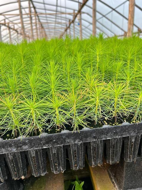 Жетілген анал порно орыс HD