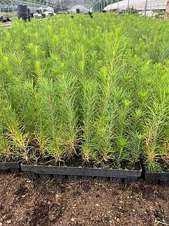 Көшедегі фотоны соратын сиқыр