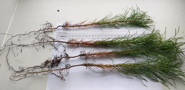 Порно жопа хозяйка лас киска раб