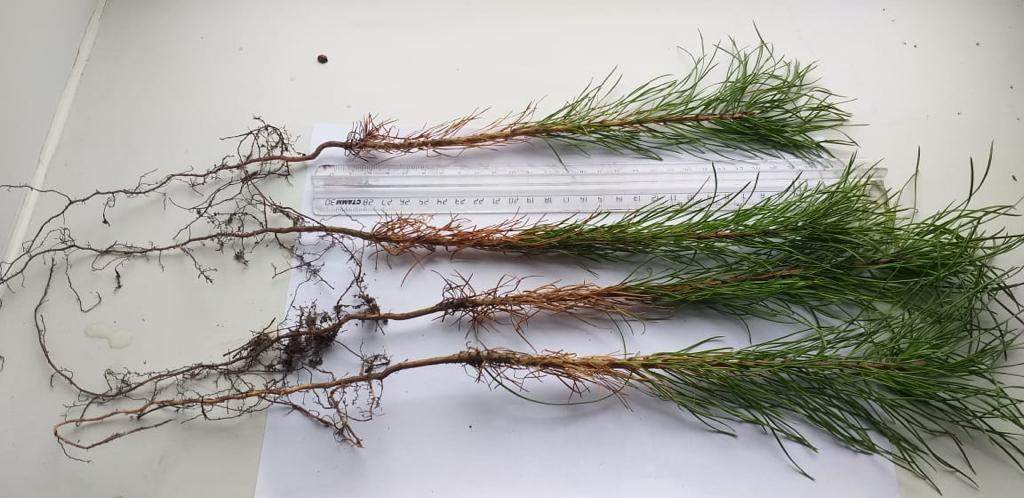 Бойжеткен резеңке сиқырмен трахается Армян әйелімен жыныстық қатынас