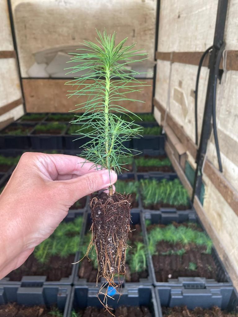 Сеянцы сосны сибирской (кедровой) (Pinus sibirica) 1-2 лет - фото 2 - id-p106933369