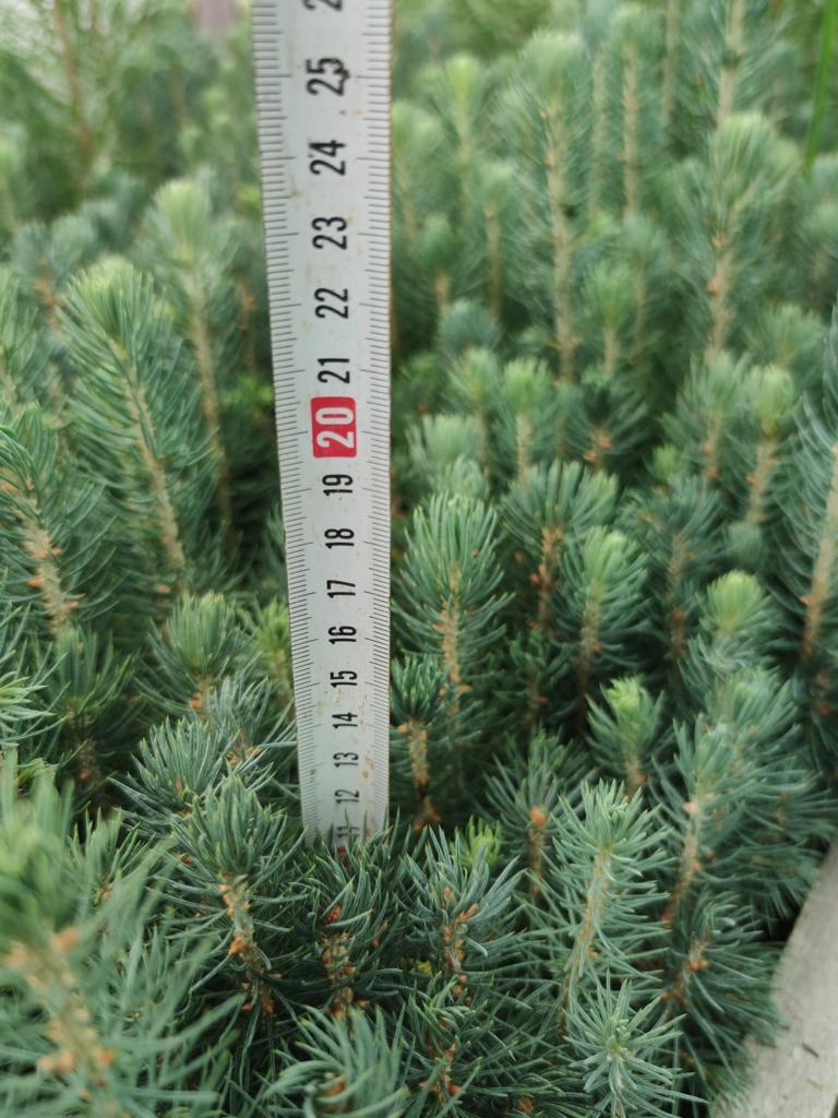 Сеянцы сосны сибирской (кедровой) (Pinus sibirica) 1-2 лет - фото 6 - id-p106933369