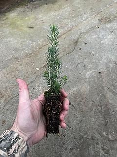 бірінші адамда жалаңаш