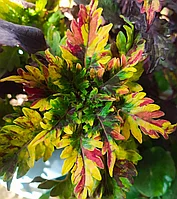 Колеус Passion flame/укорененный черенок