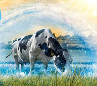 БВМК для лактирующих коров ЛЕД + хром 5%